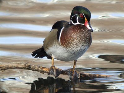 Wood Duck Male