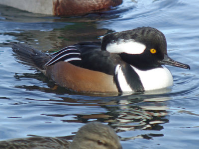 Hooded Merganser ( male )