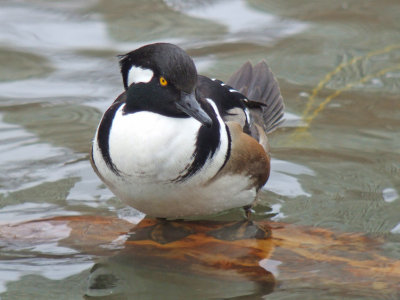 Hooded Merganser ( male )