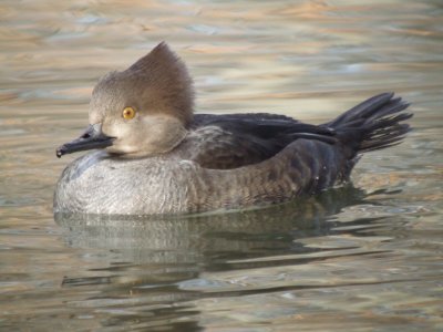 Hooded Merganser ( female )