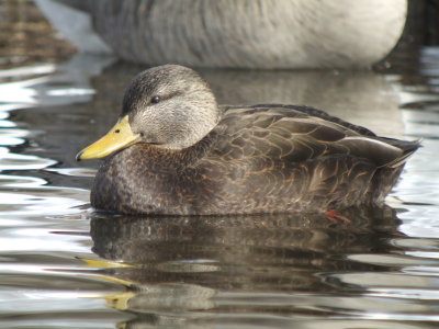 American Black Duck