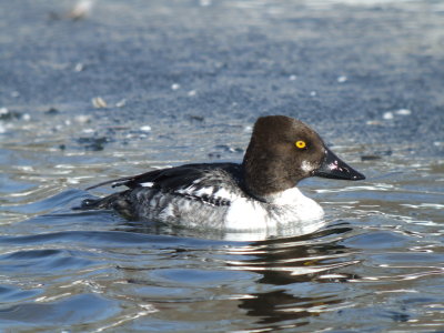 Common Goldeneye ( male first winter)