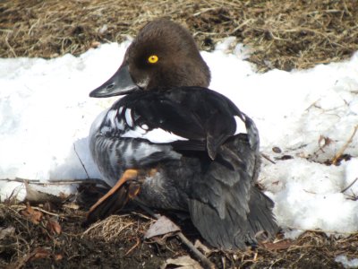 Common Goldeneye ( male first winter)