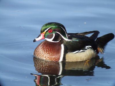 Wood Duck Male