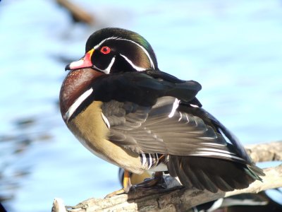 Wood Duck Male