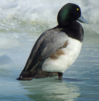 Greater Scaup ( male)