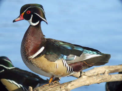 Wood Duck Male