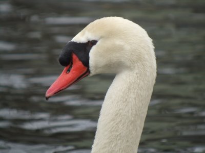 Mute Swan