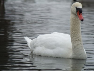 Mute Swan