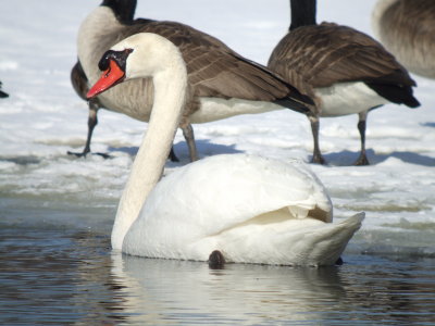 Mute Swan