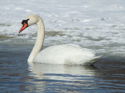 Mute Swan