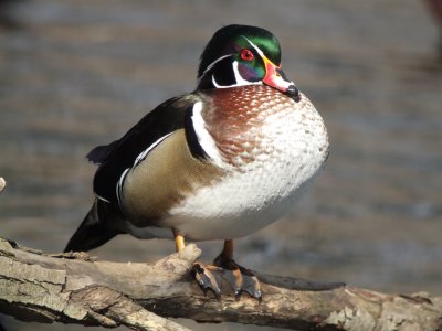 Wood Duck Male