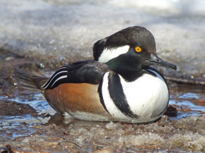 Hooded Merganser ( male )