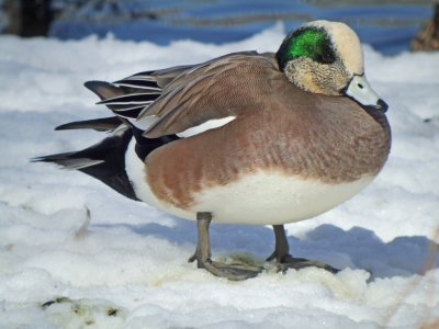American Wigeon (male)