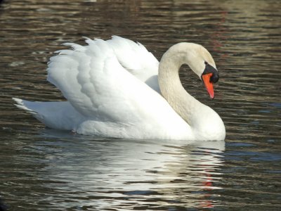 Mute Swan
