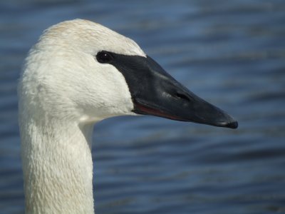 Trumpeter Swan