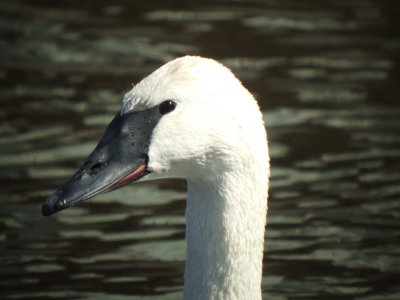 Trumpeter Swan