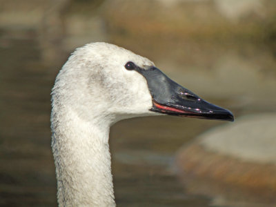 Trumpeter Swan ( immature )