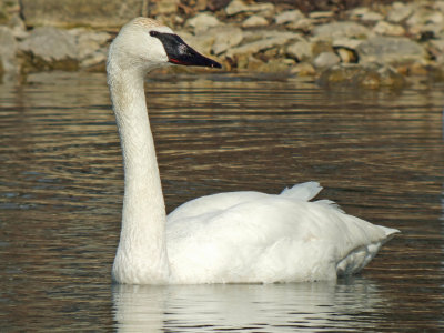 Trumpeter Swan
