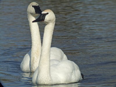 Trumpeter Swan (pair)