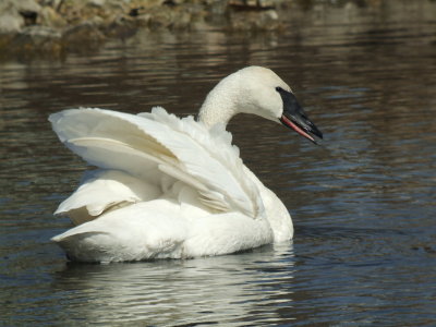 Trumpeter Swan