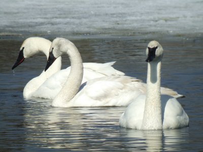 Trumpeter Swan ( family group )