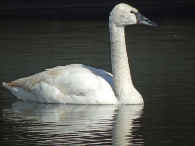 Trumpeter Swan ( immature )
