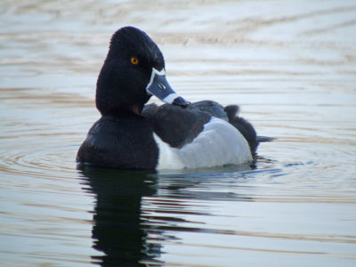 Ring-necked Duck ( male )