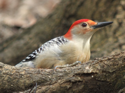 Red-bellied Woodpecker ( male )