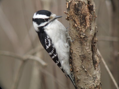 Downy Woodpecker (female ) eastern