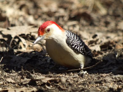 Red-bellied Woodpecker ( male )