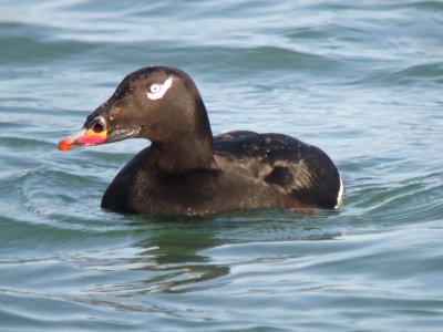 White-winged Scoter  ( adult male )