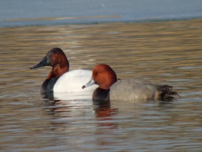 canvasback and redhead  ( males)