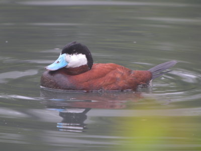 Ruddy Duck (male ) breeding