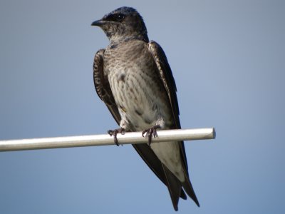 Purple martin (female)