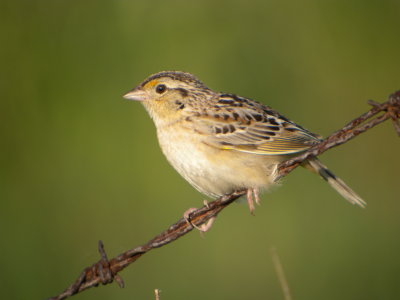 Grasshopper Sparrow