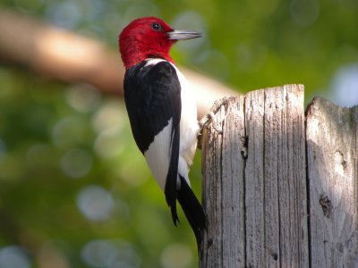 Red-headed Woodpecker