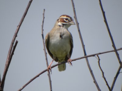 Lark Sparrow