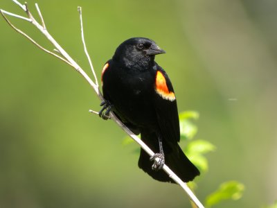 Red-winged Blackbird ( male)