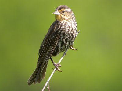 Red-winged Blackbird (female)