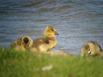 Canada Goose  (Kanadags)