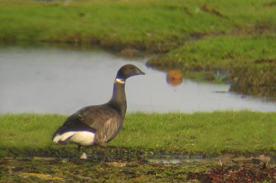 Brent Goose  (Prutgs)