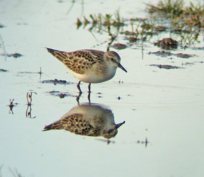 Little Stint  (Smsnppa)