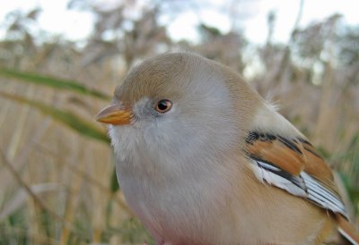 Bearded Tit  (Skggmes)