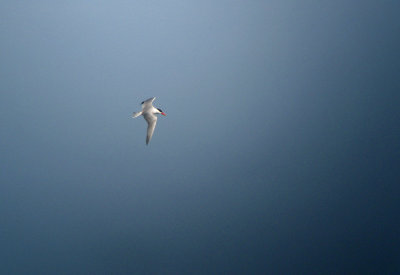 Caspian Tern  (Skrntrna)