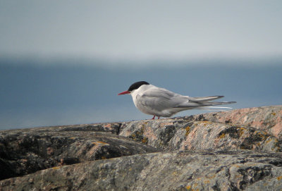 Arctic Tern  (Silvertrna)