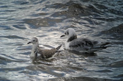 Sabine`s Gull (Tärnmås)