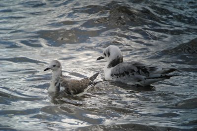 Sabine`s Gull  (Trnms)