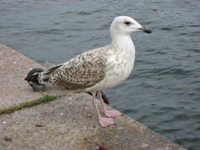 Herring Gull  (Grtrut)
