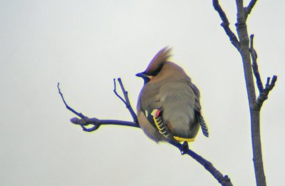 Waxwing  (Sidensvans)